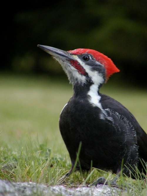Woodpecker Bird Nature Animal Wild Life Canada