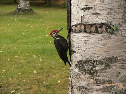 Woodpecker Bird Picking Tree Feathered Forest