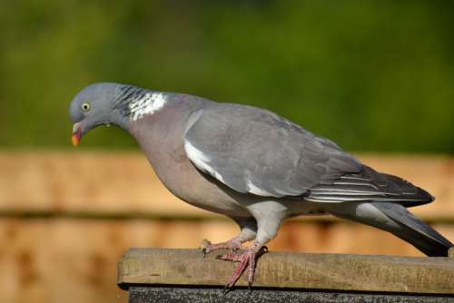 Woodpigeon Pigeon Side View Perched Garden