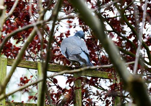 Woodpigeon Pigeon Perched Fence Tree Looking Back