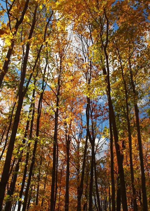 Woods Trees Leaves Sun Sunny Blue Sky Sky Yellow