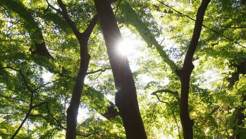 Woods Sun Arboretum Japan Autumn
