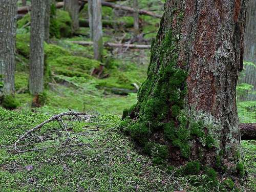 Woods Forests Trees Mossy Forest Landscapes