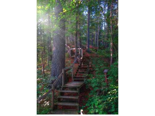 Woods Forrest Trail Stairs Pine Forest
