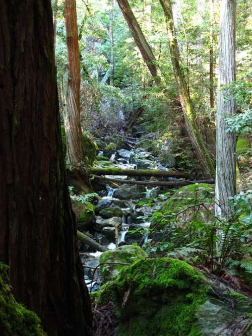 Woods California Stream Creek Green Forest Moss