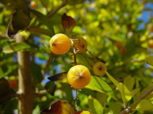 Woodvale Berries Yellow Little Shrubs Bushes