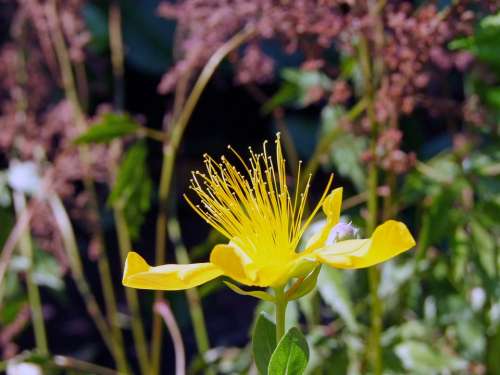 Wort Hypericum Perforatum Yellow Blossom Bloom