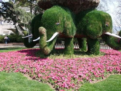 Xuanwu Lake Elephants Trees Artistic Creation
