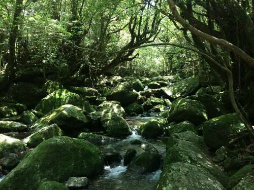 Yakushima Island Natural Mononoke