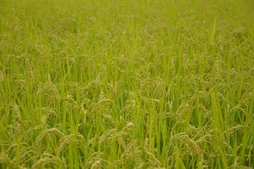 Yamada'S Rice Fields Rice Usd Japan Background