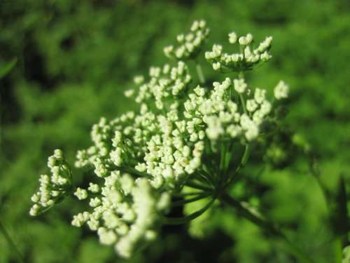 Yarrow White Green Blossom Bloom Grassland Plants