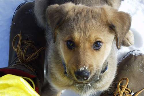 Yellow Labrador Puppy Dog Animal Canine Cute