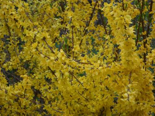 Yellow Forsythia Ornamental Shrub Gold Lilac Bloom