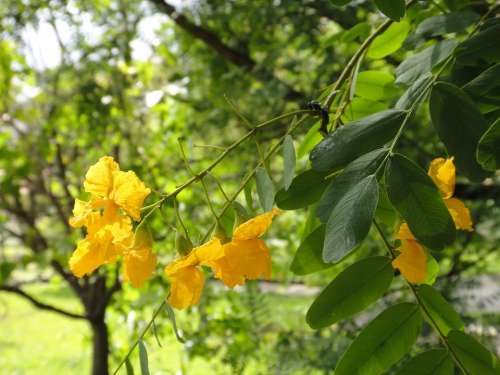 Yellow Flower Trees Spring Space