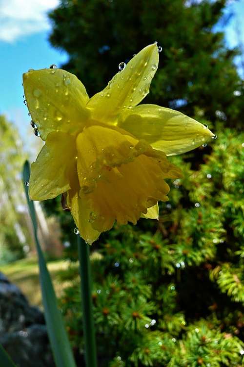 Yellow Daffodil Narcissus Jonquil Blossom