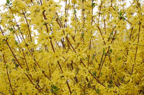 Yellow Broom Bloom Bush Plant