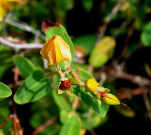 Yellow Hypericum Flower Bud St Johns Wort Herb