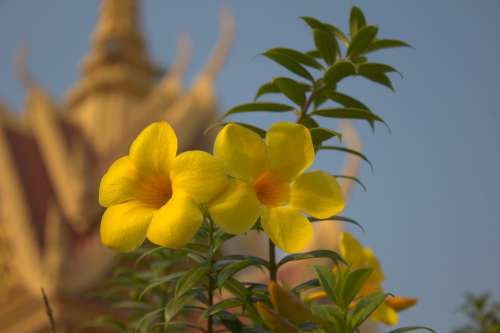 Yellow Flower Flowers Plant Bloom Nature Blossom