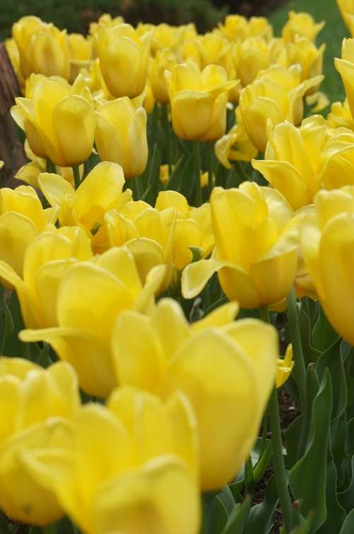Yellow Yellow Flower Flower Tulip Spring Flowers