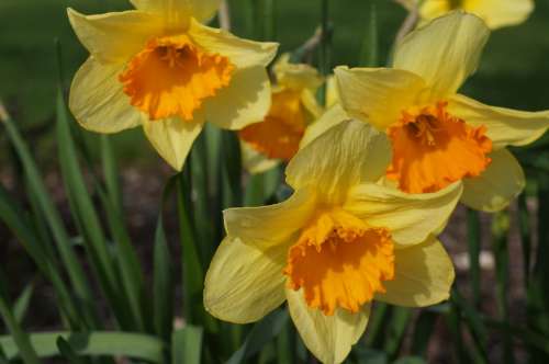 Yellow Orange Daffodils Flowers Bulb Flowers