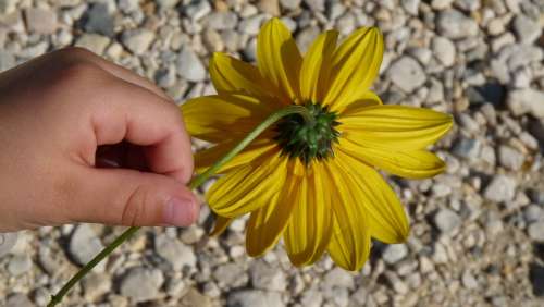 Yellow Flower Kid Hand