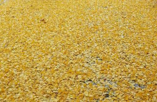 Yellow Autumn Leaf Foliage