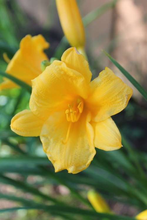 Yellow Daylily Flower Summer Plant Nature Lily