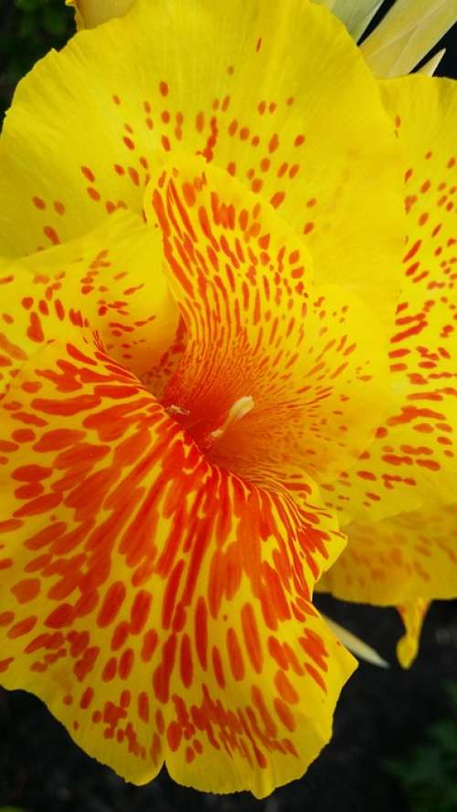 Yellow Red Flower Natural Beauty Beautiful Nature