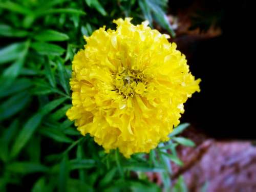 Yellow Marigold Flower Nature Beautiful Plant