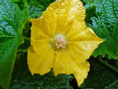 Yellow Flower Leaves Nature Leaf Green Spring
