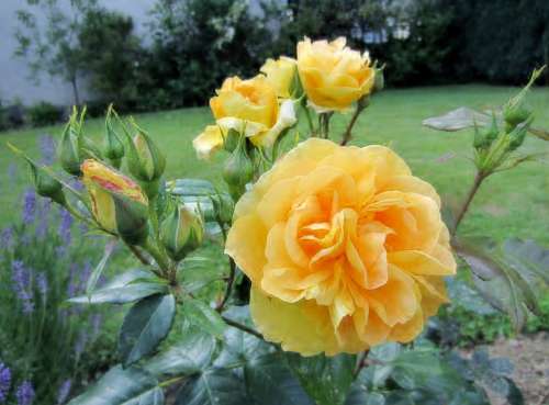 Yellow Rose Bloom