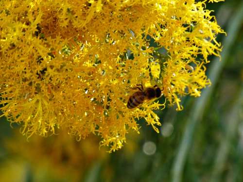 Yellow Bush Blossom Insect Animal Nature Plant