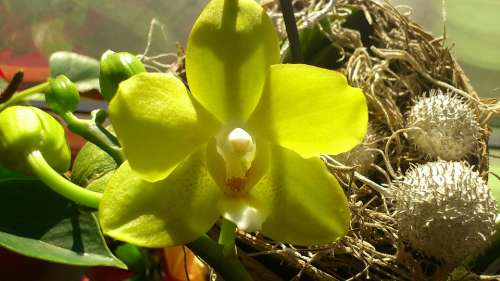 Yellow Flower Orchids Blossom Bloom