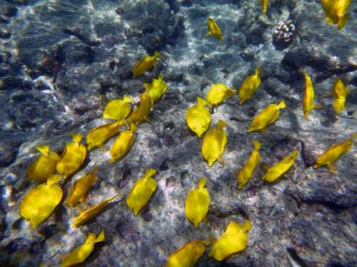 Yellow Fish Underwater Marine Snorkel Colorful