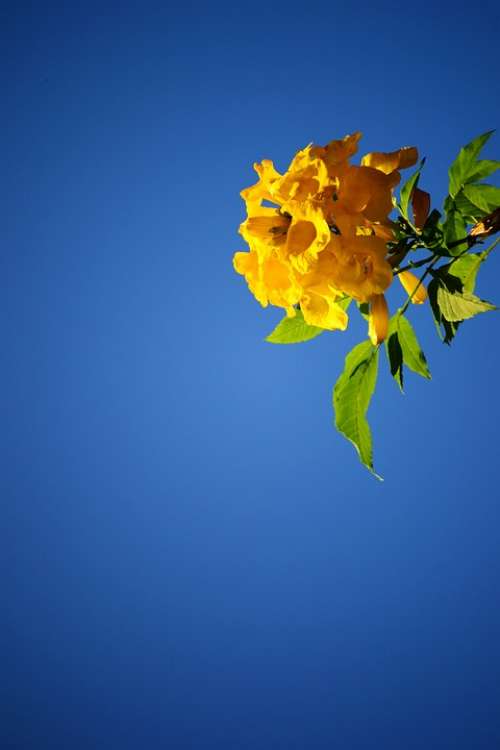 Yellow Flower Blossom Blue Sky Plant Sri Lanka