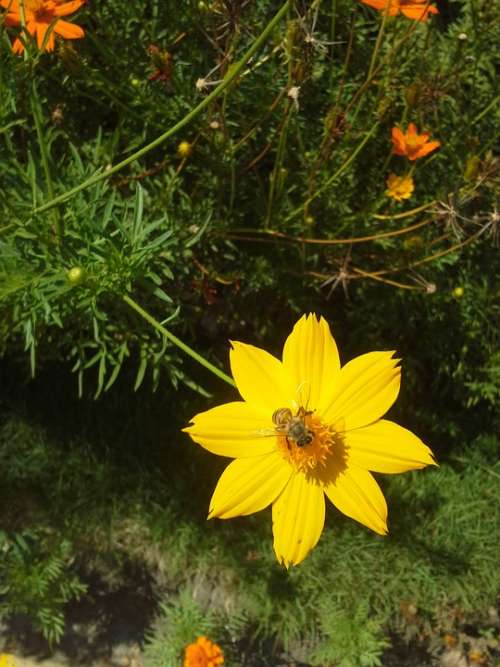 Yellow Flower Flora Insect Daisy Plant Nature