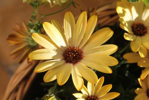 Yellow Flower Flower Close Up Macro Nature
