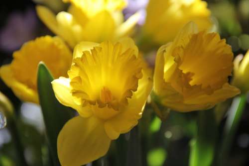 Yellow Flowers Daffodils Osterglocken Spring