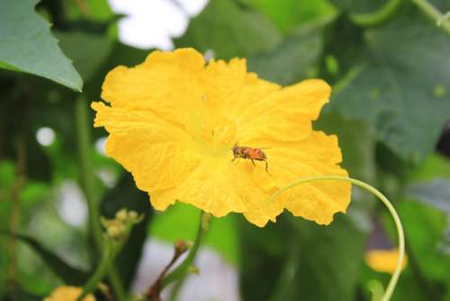 Yellow Flowers Luffa Flowers Bee Collecting Nectar