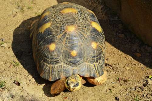 Yellow-Footed Tortoise South American