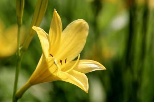 Yellow Lilies Lilies Yellow Blossomed Bloom Flower