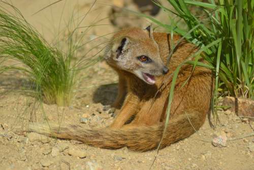 Yellow Mongoose Cynictis Penicillata Africa Mammal