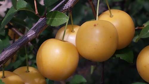 Yellow Plums Fruits Autumn Harvest Fruit Nature