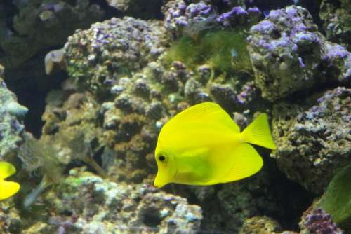 Yellow Surgeon Zebrasoma Flavescens Fish Yellow