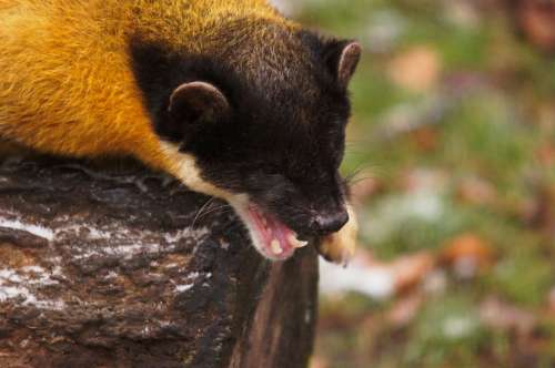 Yellow Throated Marten Marten Animals Nature