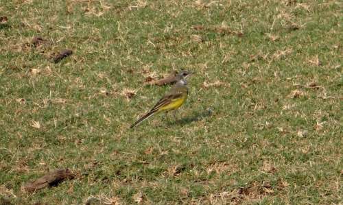 Yellow Wagtail Motacilla Flava Bird Fauna Aves