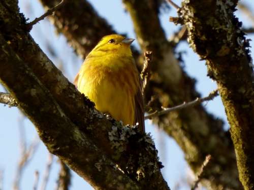 Yellowhammer Birds Yellow Bird Tree Branch