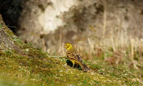 Yellowhammer Bird Yellow Bird Garden
