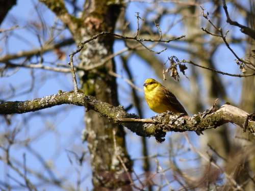 Yellowhammer Bird Branch Nature