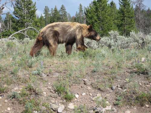 Yellowstone National Park Wyoming Usa Animal Bear